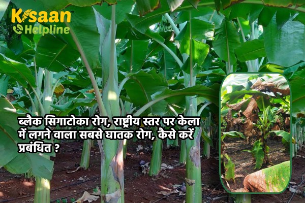 ब्लैक सिगाटोका रोग, राष्ट्रीय स्तर पर केला में लगने वाला सबसे घातक रोग, कैसे करें प्रबंधित ?